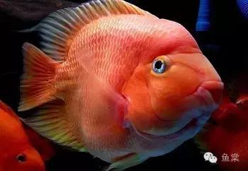 做好这四点还怕钓不好黑坑,做好这五点谁都不会欺负你