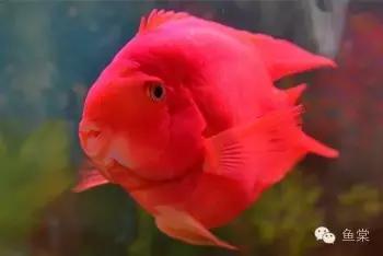 做好这四点还怕钓不好黑坑,做好这五点谁都不会欺负你