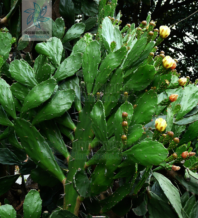 对宠物无害好养的植物,宠物中毒自救小常识