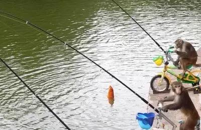 如何调侃钓鱼技术不行,新手钓鱼怎么调侃