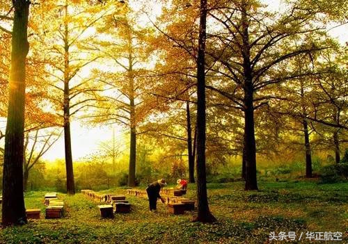 乐山最美银杏打卡地,中国最美十大银杏观赏地