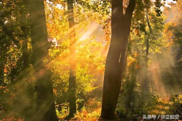 乐山最美银杏打卡地,中国最美十大银杏观赏地