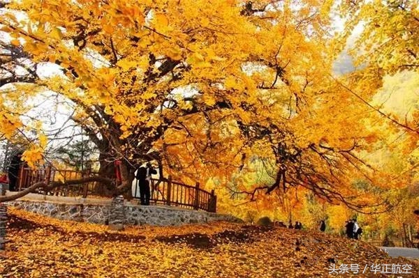 乐山最美银杏打卡地,中国最美十大银杏观赏地