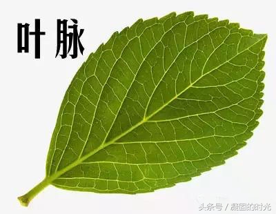 二代蜜蜡压制,琥珀蜜蜡鉴别方法大揭秘