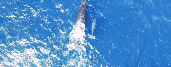 毛里求斯如何玩性价比高,毛里求斯什么东西比较便宜