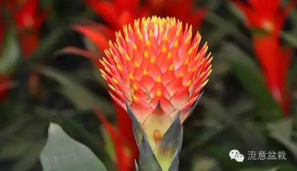 鸿运当头的花有毒吗能不能放家,鸿运当头鲜花有毒吗