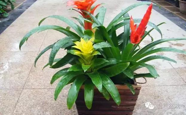 鸿运当头的花有毒吗能不能放家,鸿运当头鲜花有毒吗