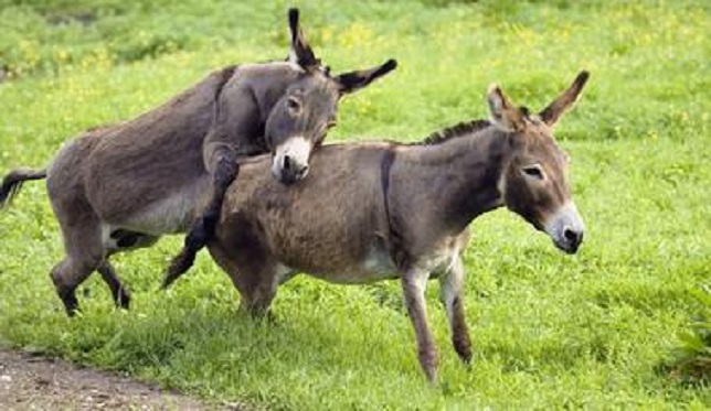 驴肉那么贵为什么养驴的很少,驴肉好吃为什么不大力发展养驴