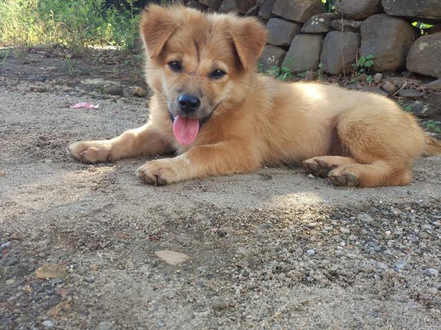 正宗中华田园犬四眼狗图片,中华田园犬多少元一只正宗