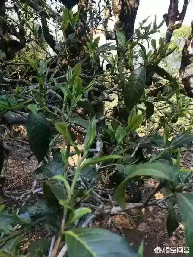 台地茶和高山茶有什么不同,山地茶和台地茶的区别