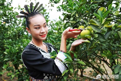 橙子的简介及作用,登乐现场女主唱橙子简介