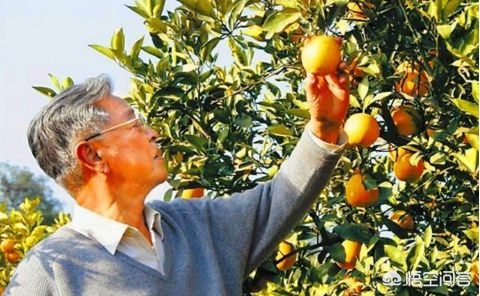 橙子的简介及作用,登乐现场女主唱橙子简介