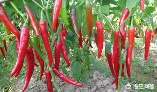 孕期调味料要少吃吗,孕期哪些食品添加剂不能吃