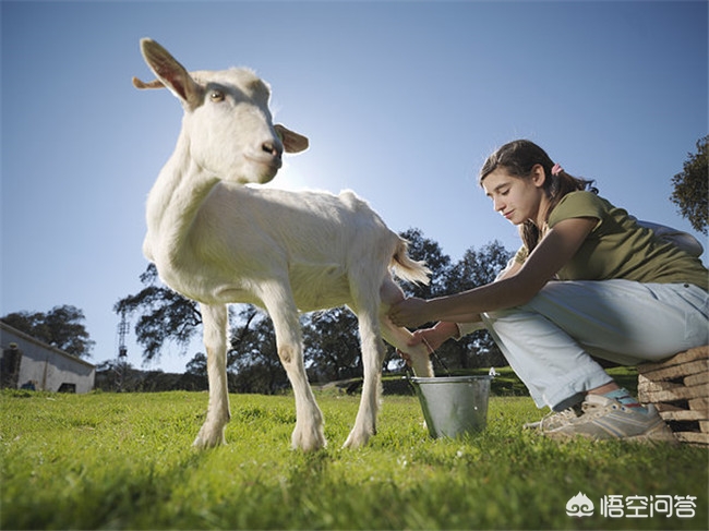 为什么牛奶比羊奶普及,羊奶比牛奶更好吗
