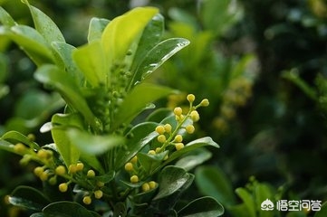 米兰花冬天多少度能安全过冬,米兰花冬季怎么过冬能放室外吗