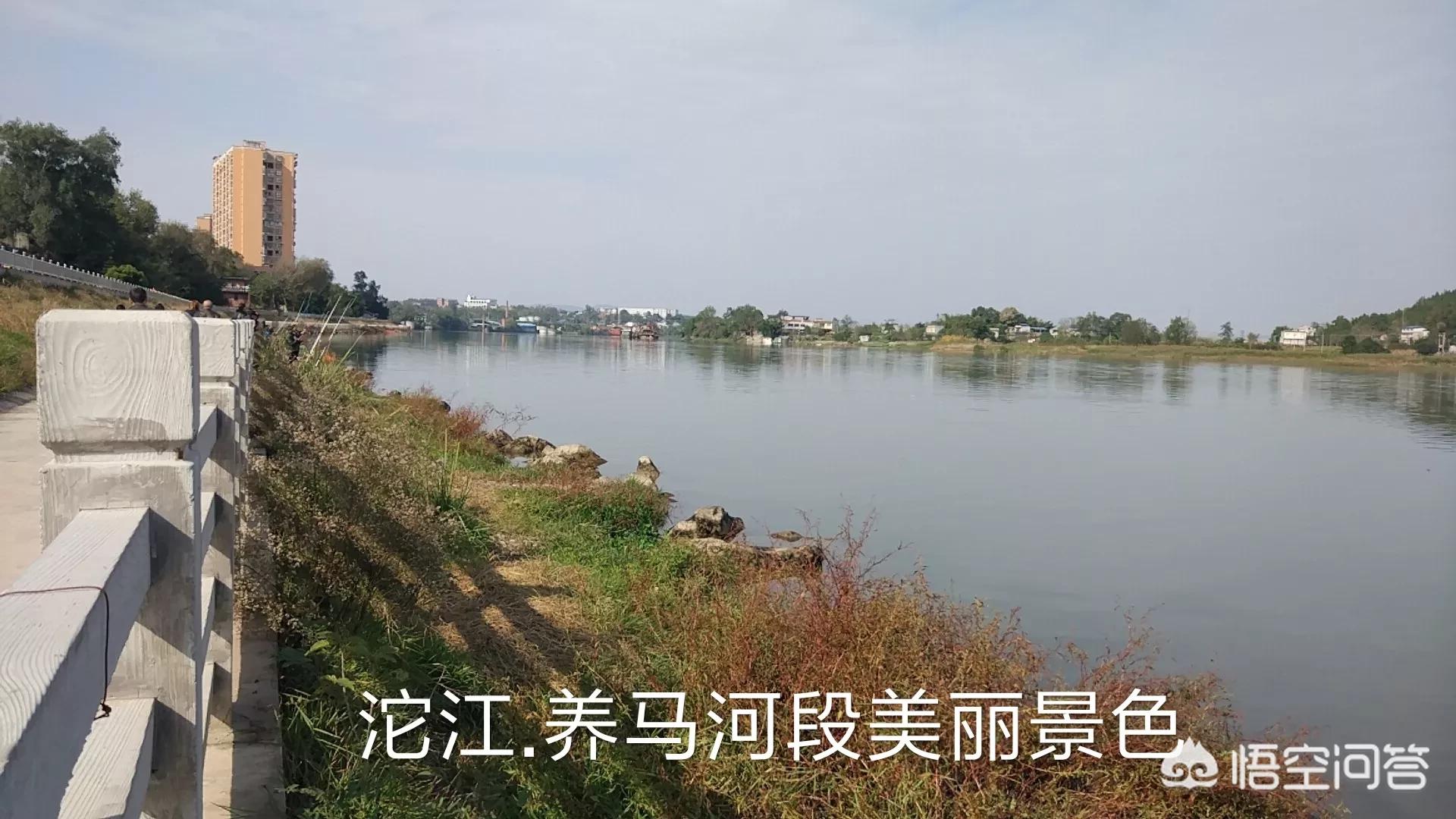 成都东进简州新城,简州新城养马镇松树湾村最新规划