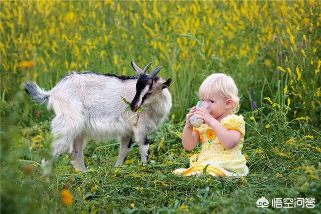 为什么牛奶比羊奶普及,羊奶比牛奶更好吗