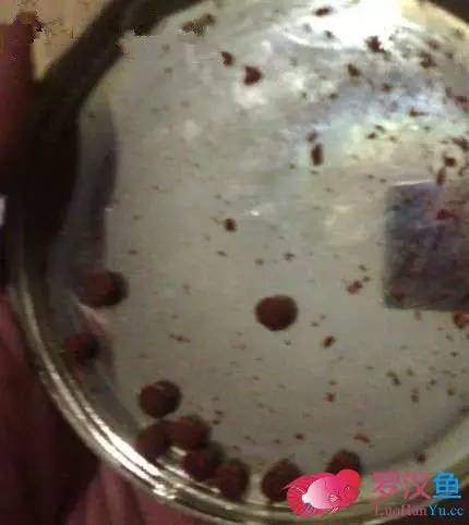 罗汉鱼常备用药,罗汉鱼药饵用什么药好