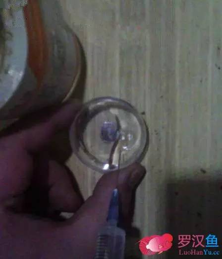 罗汉鱼常备用药,罗汉鱼药饵用什么药好