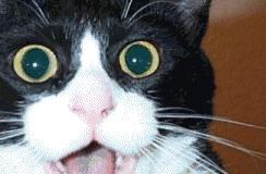 秘境奇技长隆马戏珠海,珠海长隆大马戏简介