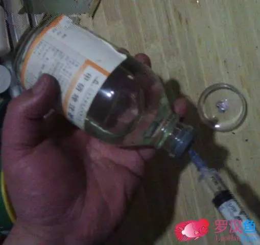 罗汉鱼常备用药,罗汉鱼药饵用什么药好