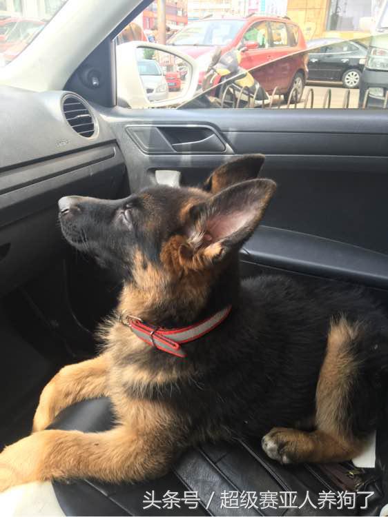 德国牧羊犬咬人还咬主人怎么办,德国牧羊犬咬人怎么办