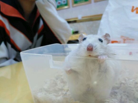 小仓鼠越狱了,仓鼠越狱的时候被压嘴巴歪了