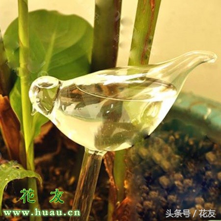 出差时花卉如何浇水,出差养花浇水技巧