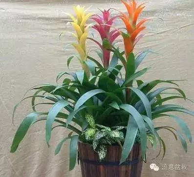 鸿运当头的花有毒吗能不能放家,鸿运当头鲜花有毒吗