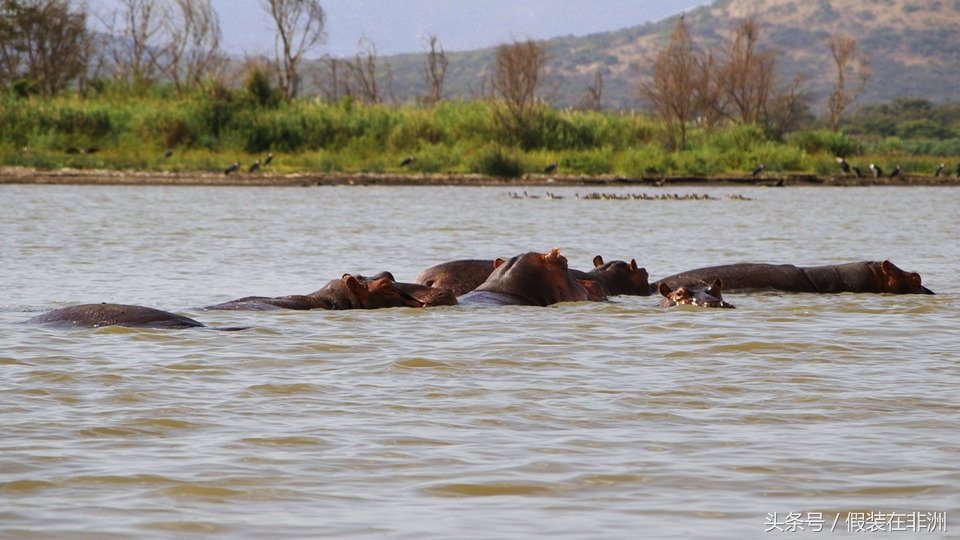 在非洲参观鳄鱼市场，原本想买些鳄鱼皮，没成想却误入鳄鱼窝