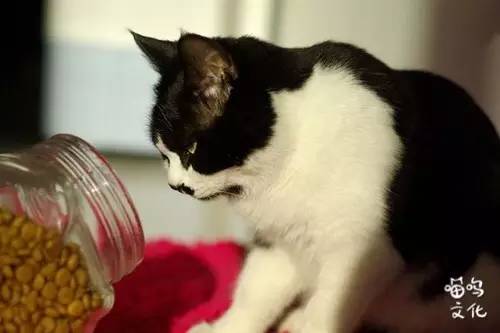 猫咪过于调皮如何调教，铲屎官进来看