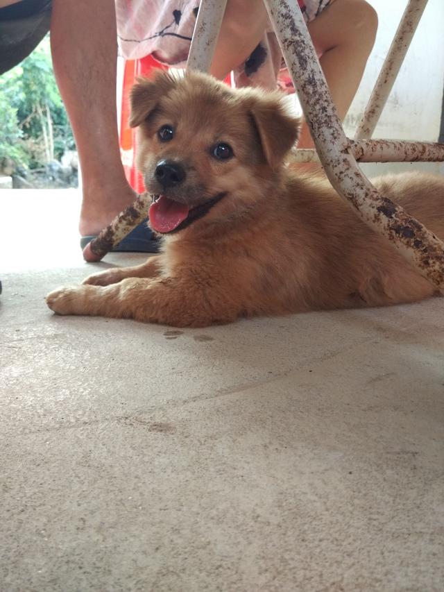 正宗中华田园犬四眼狗图片,中华田园犬多少元一只正宗