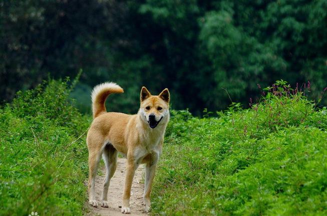 正宗中华田园犬四眼狗图片,中华田园犬多少元一只正宗