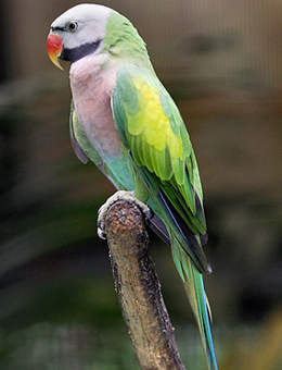 怎么样才能分辨鹦鹉是什么鹦鹉,怎么区分鹦鹉杂毛