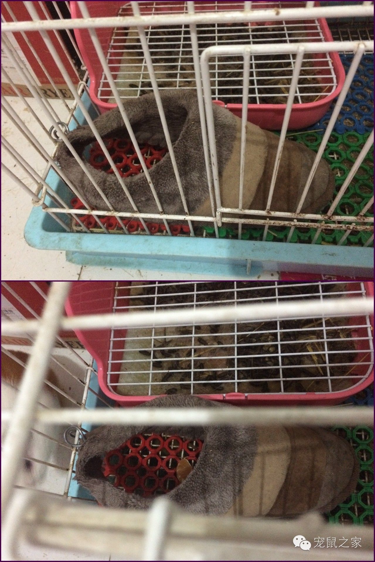 看看那些年我们一起追过的荷兰猪猪粮（下）