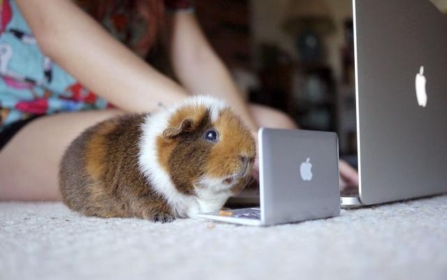 看看那些年我们一起追过的荷兰猪猪粮（下）