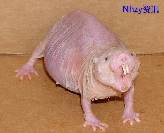 无毛裸鼹鼠对癌症免疫,裸鼹鼠为什么不会生癌症