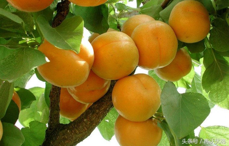 甘肃敦煌的水果杏,甘肃李广甜杏