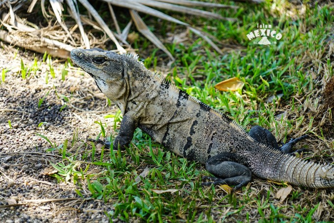 墨西哥最值得造访的5处古代遗迹,墨西哥旅游玛雅文明