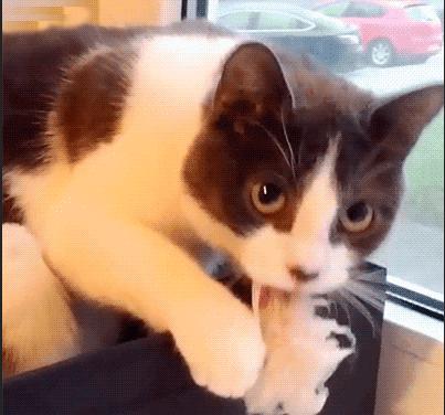 猫咪偷吃被逮个正着,猫咪偷吃被抓猫咪哭了