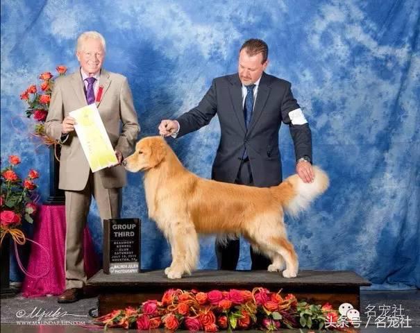 国内知名金毛犬舍有哪些品牌,有哪些犬舍主卖纯种金毛幼犬