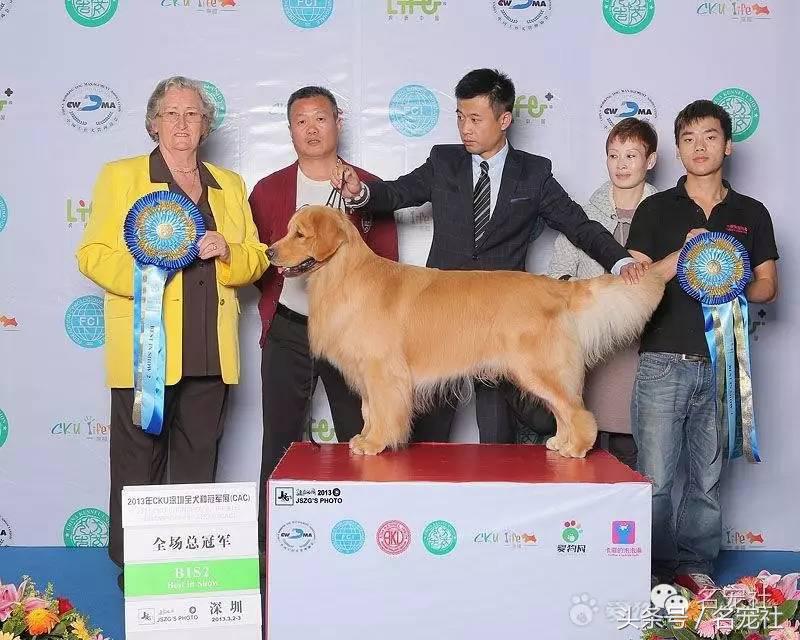 国内知名金毛犬舍有哪些品牌,有哪些犬舍主卖纯种金毛幼犬