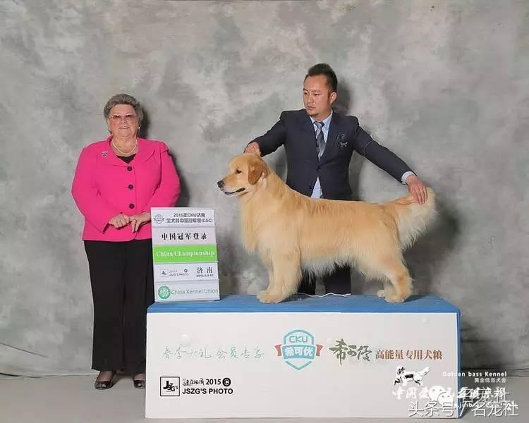 国内知名金毛犬舍有哪些品牌,有哪些犬舍主卖纯种金毛幼犬