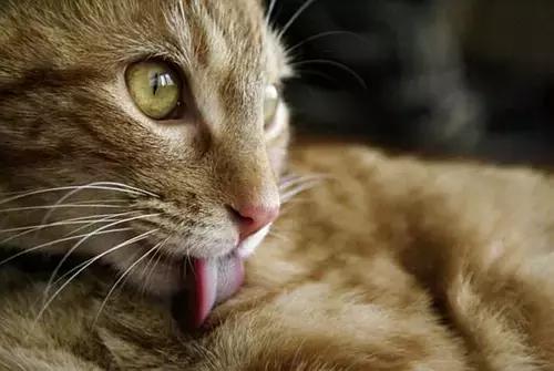 猫狗身上有癣是什么原因 (猫狗得癣)