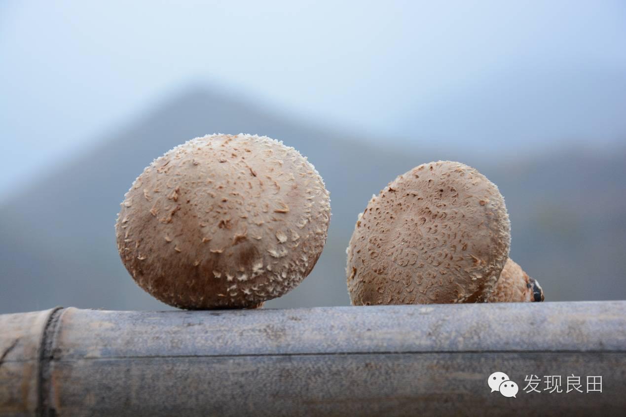 良田路演:景语菇——不忘初心,与梦同行