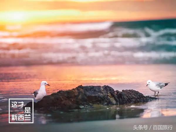 新西兰美到让人窒息,新西兰哪里最美