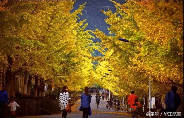 乐山最美银杏打卡地,中国最美十大银杏观赏地