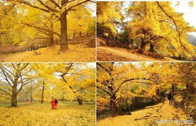 乐山最美银杏打卡地,中国最美十大银杏观赏地