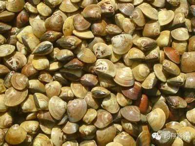 带你吃遍云霄美食,舌尖上的云霄