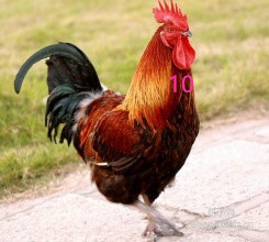 十二生肖猜成语谜语大全及答案,谜语答案十二生肖谁跑的最快